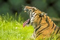 A Bengal tiger head back roars from the long grass