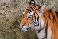 Bengal tiger head close up Royalty Free Stock Photo