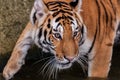 Bengal tiger head close up Royalty Free Stock Photo