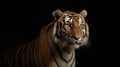 Bengal tiger. Illustration AI Generative Royalty Free Stock Photo