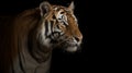 Bengal tiger. Illustration AI Generative Royalty Free Stock Photo