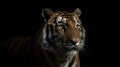 Bengal tiger. Illustration AI Generative Royalty Free Stock Photo