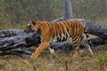 Bengal tiger or Indian tiger (Panthera tigris tigris), the tigress patrols its territory. Royalty Free Stock Photo