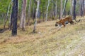 Bengal tiger or Indian tiger (Panthera tigris tigris), the tigress patrols its territory. Royalty Free Stock Photo