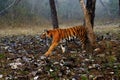 Bengal tiger or Indian tiger (Panthera tigris tigris), the tigress patrols its territory. Royalty Free Stock Photo