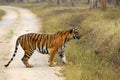 Bengal tiger or Indian tiger (Panthera tigris tigris), the tigress watches from the gravel road. Royalty Free Stock Photo