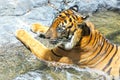 Bengal tiger inside a water stream