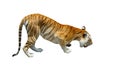 Bengal Tiger Isolated on White Royalty Free Stock Photo