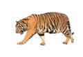 Bengal tiger isolated Royalty Free Stock Photo