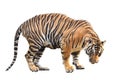 Bengal tiger isolated Royalty Free Stock Photo