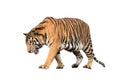 Bengal tiger isolated Royalty Free Stock Photo