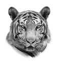 Bengal tiger isolated on white Royalty Free Stock Photo