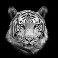 Bengal tiger isolated on white Royalty Free Stock Photo
