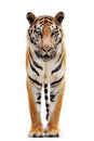 Bengal tiger isolated on white Royalty Free Stock Photo