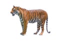 Bengal tiger isolated on white background Royalty Free Stock Photo