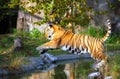 Bengal Tiger jumps stream to search for a cooler resting area on a hot summer day