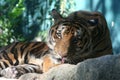 Bengal tiger licking and looking at you Royalty Free Stock Photo