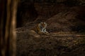 Bengal tiger lies on bank of waterhole