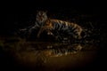 Bengal tiger lies by waterhole eyeing camera