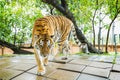 Bengal Tiger look at camera in park.