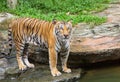 Tiger looking during relaxation in nature Royalty Free Stock Photo