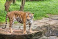 Tiger looking during relaxation in nature Royalty Free Stock Photo