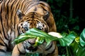 Bengal Tiger is looking at you. Royalty Free Stock Photo