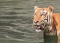 Bengal Tiger looking at you Royalty Free Stock Photo