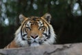 Bengal tiger seen behind a wall in a zoo in Australia