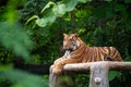 Bengal tiger lying  down Royalty Free Stock Photo