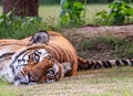 A Bengal Tiger lying on ground Royalty Free Stock Photo