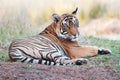 Bengal tiger lying lazy in the grass - national park ranthambhore in india Royalty Free Stock Photo