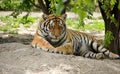 Bengal Tiger Royalty Free Stock Photo