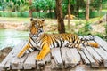 Bengal tiger lying wood Royalty Free Stock Photo