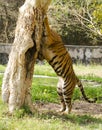 A bengal tiger marking its territory Royalty Free Stock Photo