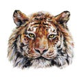 Bengal tiger muzzle closeup is isolated on a white background. Acrylic painting for design and print. Animal hand draw artwork Royalty Free Stock Photo