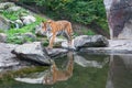 Bengal tiger near forest stream Indian wildlife Royalty Free Stock Photo