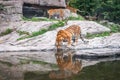 Bengal tiger near forest stream Indian wildlife Royalty Free Stock Photo