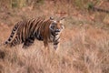 Bengal Tiger (Panthera tigra) Royalty Free Stock Photo