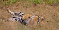 Bengal Tiger (Panthera tigra) Royalty Free Stock Photo