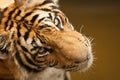 Bengal tiger Panthera tigris, Bangkok zoo, Thailand