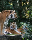 Bengal tiger panthera tigris tigris in captivity Royalty Free Stock Photo