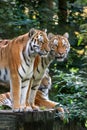 Bengal tiger panthera tigris tigris in captivity Royalty Free Stock Photo