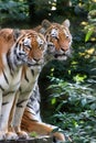 Bengal tiger panthera tigris tigris in captivity Royalty Free Stock Photo