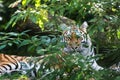 Bengal tiger panthera tigris tigris in captivity Royalty Free Stock Photo