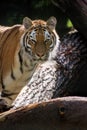 Bengal tiger panthera tigris tigris in captivity Royalty Free Stock Photo