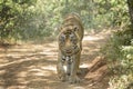 Bengal tiger Panthera tigris tigris walking on forest path Royalty Free Stock Photo