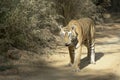 Bengal tiger walking on forest path Royalty Free Stock Photo