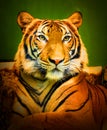 The Bengal tiger Panthera tigris tigris. Royalty Free Stock Photo