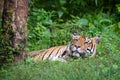 Bengal tiger in playfull mood